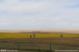 青海湖油菜花
