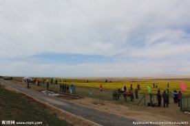 青海湖油菜花