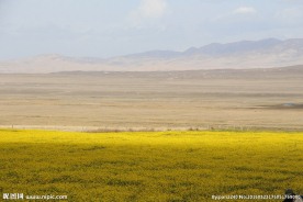 青海湖油菜花