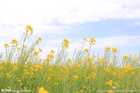 青海湖油菜花