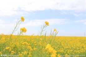 青海湖油菜花