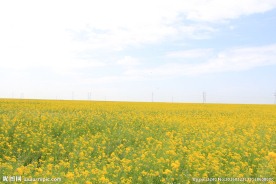 青海湖油菜花