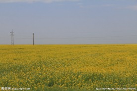 青海湖油菜花