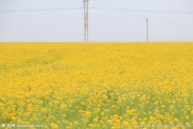青海湖油菜花