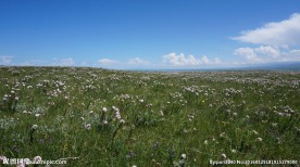 青海草原风光