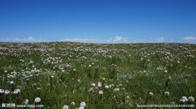 青海草原风光