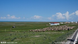 青海草原风光