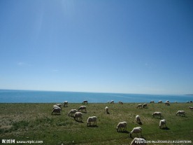青海草原风光