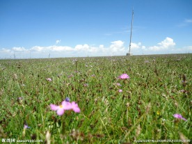 青海草原风光