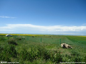 青海草原风光