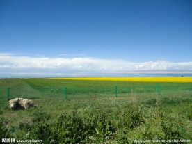 青海湖油菜花