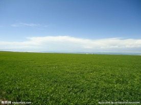 青海草原风光