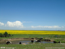 青海湖油菜花