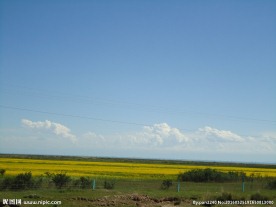 青海湖油菜花