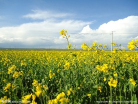 青海湖油菜花