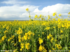 青海湖油菜花