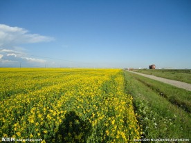 青海湖油菜花