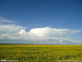 青海湖油菜花