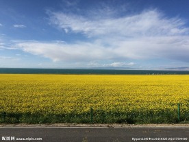 青海湖油菜花