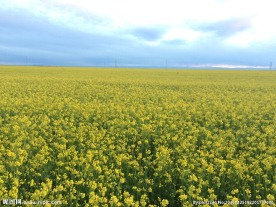 青海湖油菜花