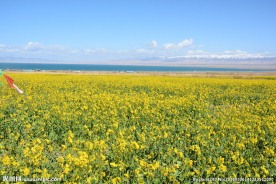 青海湖油菜花