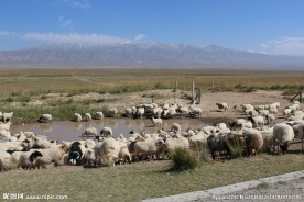 青海湖牧场