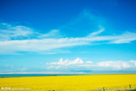 青海湖油菜花