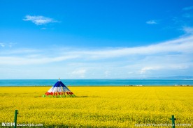 青海湖油菜花