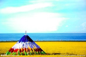 青海湖油菜花