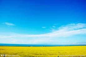 青海湖油菜花