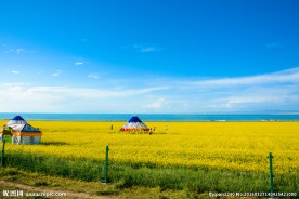 青海湖油菜花
