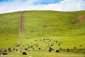 青海湖草原