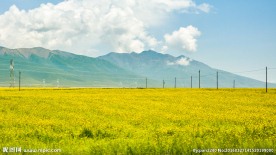 青海湖油菜花