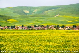 青海湖油菜花