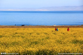 青海湖油菜花