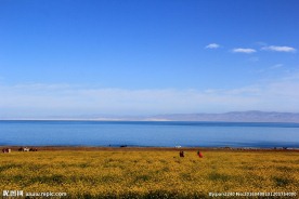 青海湖油菜花