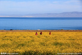 青海湖油菜花