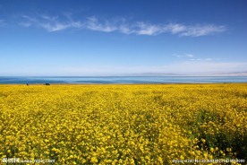 青海湖油菜花