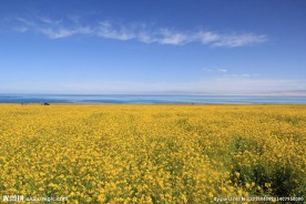 青海湖油菜花