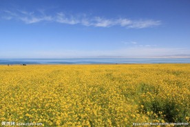 青海湖油菜花