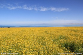 青海湖油菜花