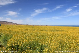 青海湖油菜花