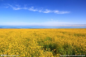 青海湖油菜花