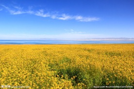 青海湖油菜花