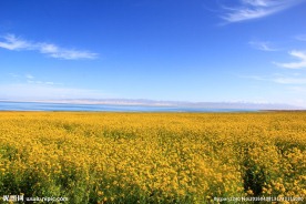 青海湖油菜花