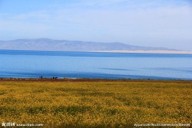 青海湖油菜花