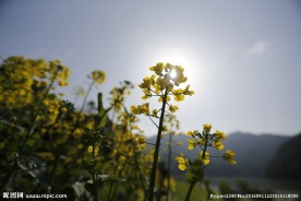 油菜花