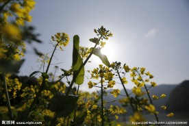 油菜花