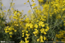 油菜花