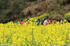 石潭村油菜花